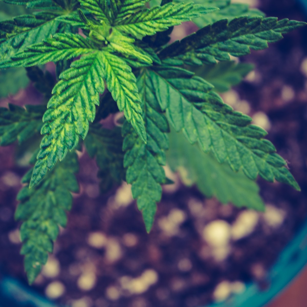 Chronic Pain & CBD&nbsp;Oil